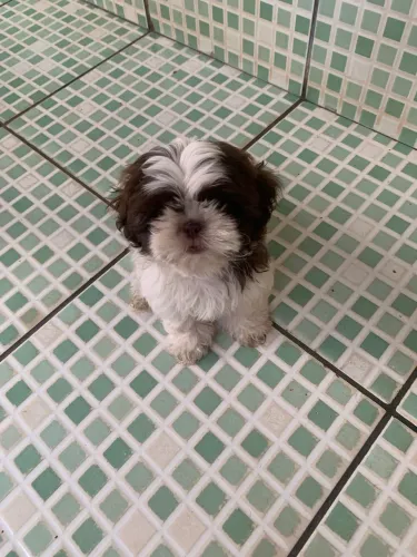 Cachorro Shitzu machinho