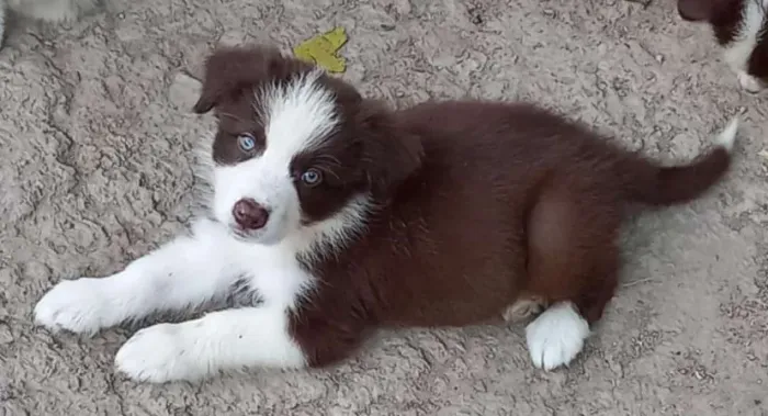 Apaixone-se por Este Border Collie! Filhotes Lindos e Prontos para Sua Família
