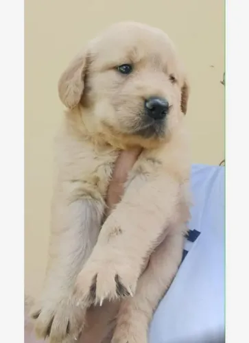 Golden Retriever filhote dourado