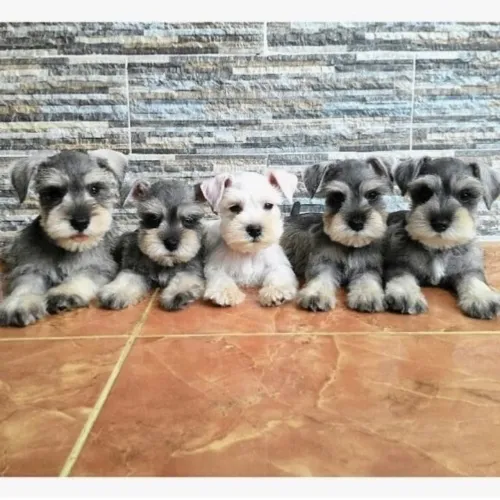 Lindos filhotes de Schnauzer Miniatura