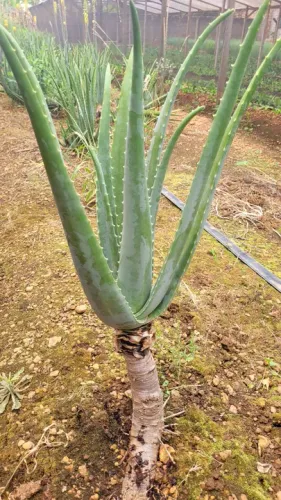 Folha de Babosa grande