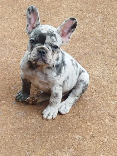 Buldog francês canil puckers china