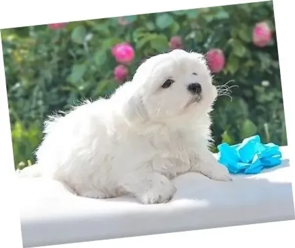 Maltês Branquíssimo Macho Miniatura - Beleza e elegante em um só pet 