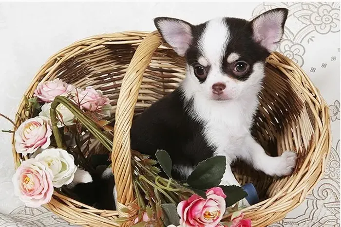 Chihuahua Mini - Vacinado e com pedigree PROMOÇÃO!!