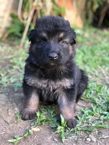 Filhotes de Pastor Alemão