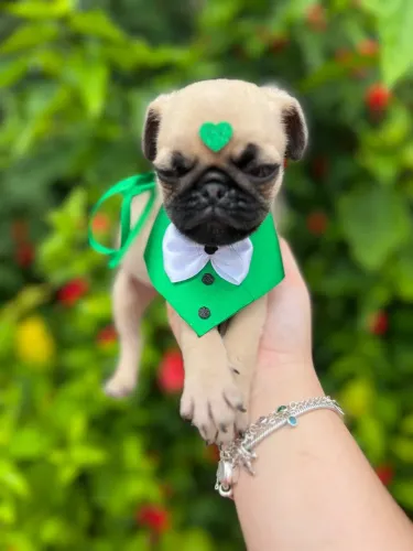 Pug Charmoso