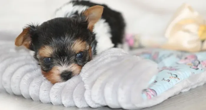 Biewer Terrier Filhote Saudável - Criado Com Todo Cuidado e Amor