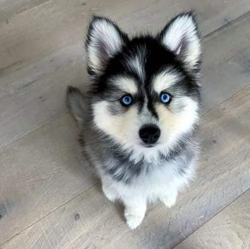 Filhotes de husky siberiano, desde do primeiro dia