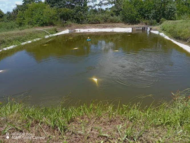 Viveiros  para criação de peixes. 
