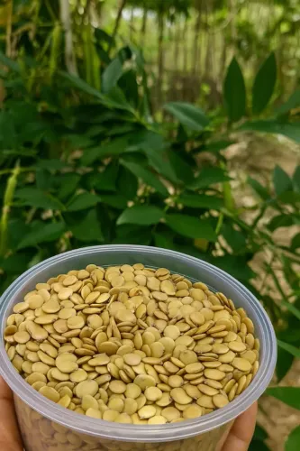 10.000 sementes de Gliricídia +FRETE GRÁTIS