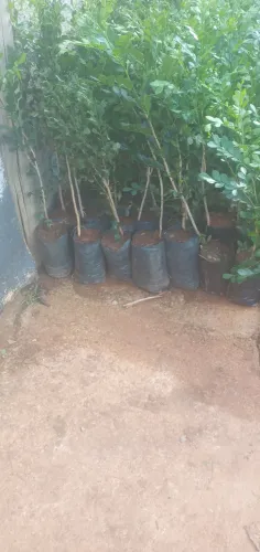 Mudas de murta