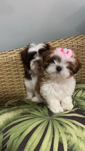 Shih Tzu fofinhos à venda!