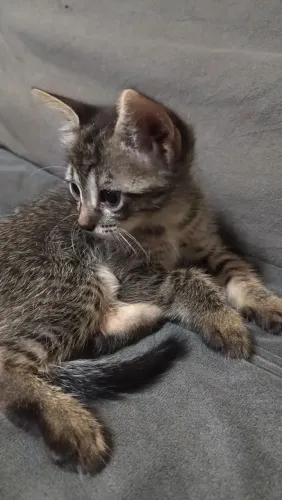 Gatinhos para adoção responsável 