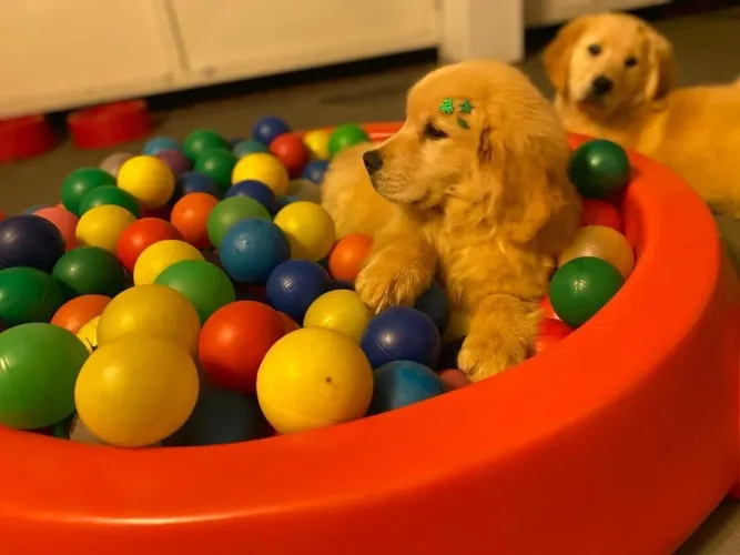 Golden Filhotes com pedigree e vacinados