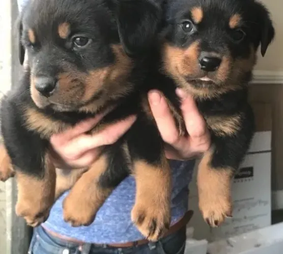 Filhotes de Rottweiler - Filhotes Que Vão Sua Família