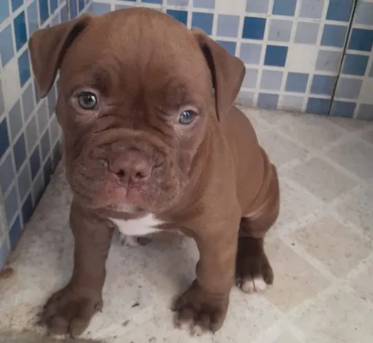 American bully poket 