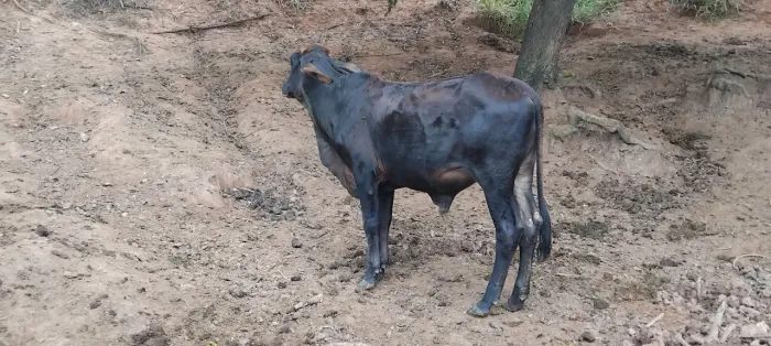 Bezerros Sindi e brahman 