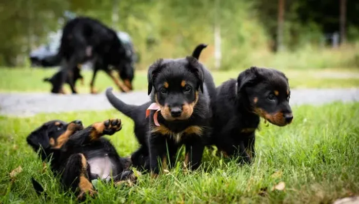? Ninhada de Rottweiler | Filhotes Bem Cuidados