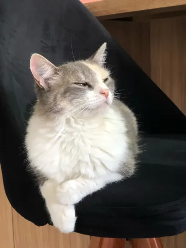 Gata fêmea