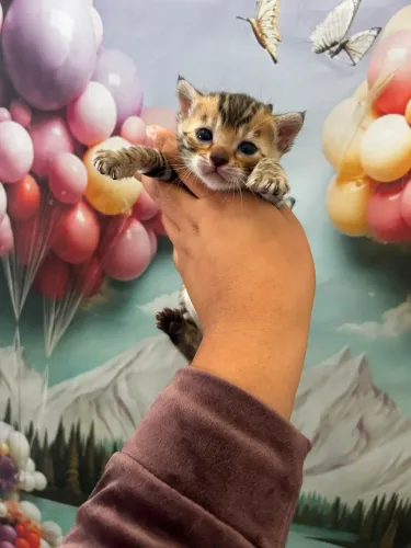 Bengal fêmea com 20 dias 