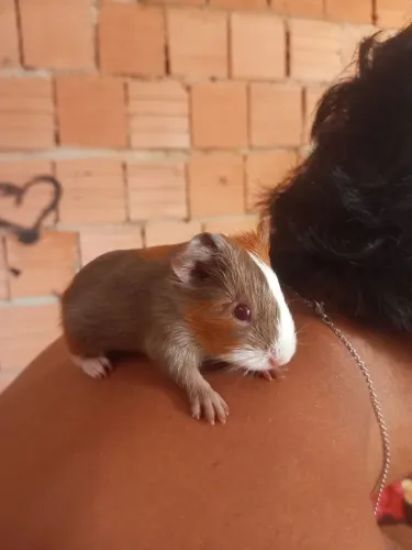 Porquinho da índia