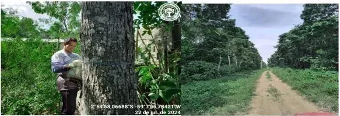 VENDO  FAZENDA DE MOGNO NO AMAZONAS