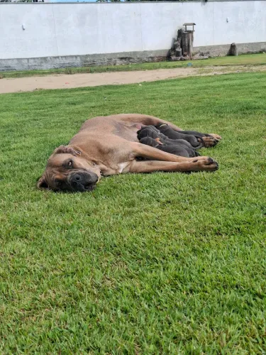Filhotes de cane-corso com pedigree