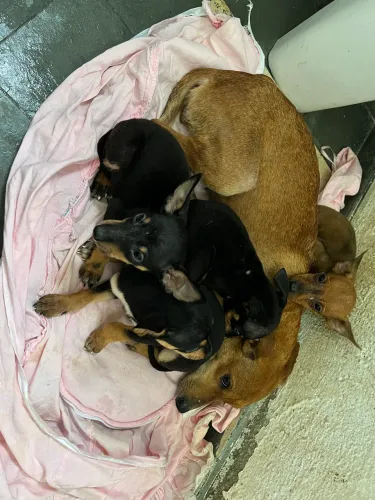 Doação de cachorro pincher n3 com uma fêmea vira lata ambos são de porte pequeno