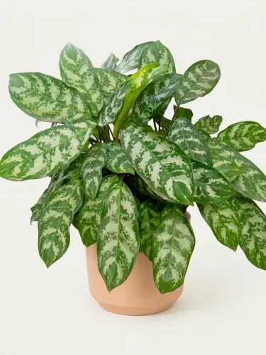 Planta aglaonema no vaso