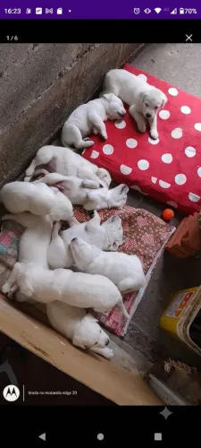 Labrador