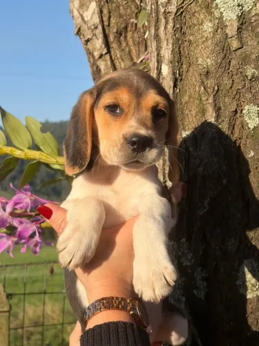 beagle filhote novinho