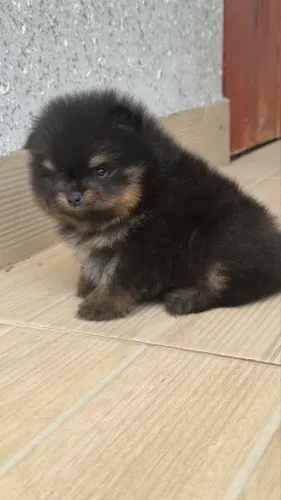 Filhote de Spitz ( Lulu da pomerania) 
