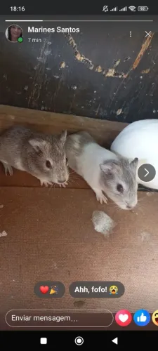 Vende se porquinho da índia