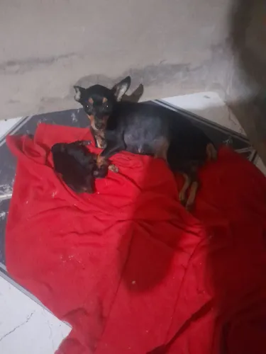 Pinscher recém-nascida , fêmea 900