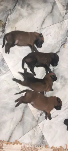 Vendo filhotes de pastor belga de malinoar