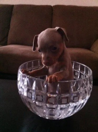 Bebezinho Pinscher/Pincher brincalhão com ótima genética e dócil família