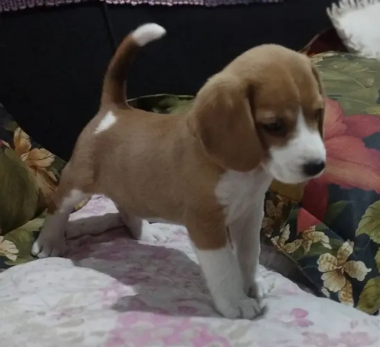 oportunidade último filhote de Beagle fêmea!