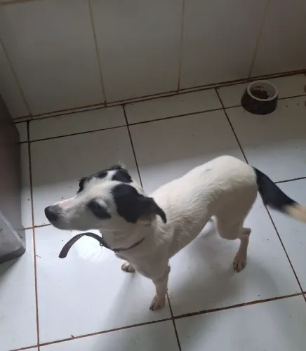 Cachorra castrada (1)