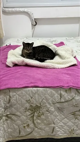 Gato macho Castrado
