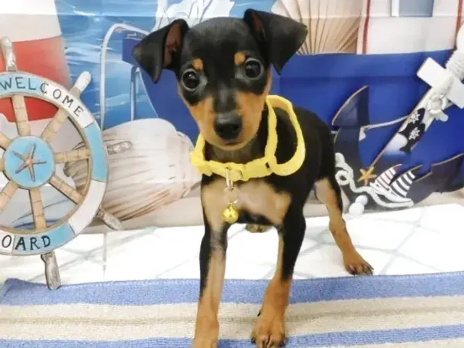 Bebezinho saudável Pinscher/Pincher/Pinsher/Pintier