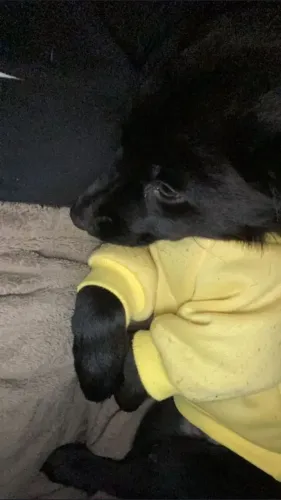 DOAÇÃO FILHOTES PASTOR BELGA COM ROTWEILLER