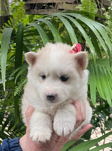 Husky siberiano pelagem wooly 