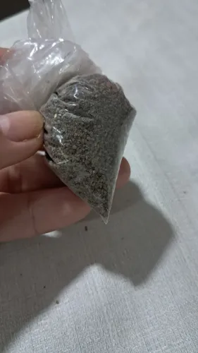 Vendo semente de chicória 