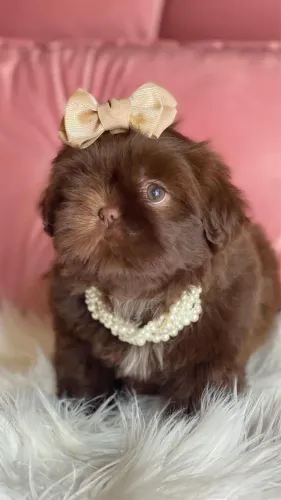 Shih tzu micro fêmea e macho exóticos raridade