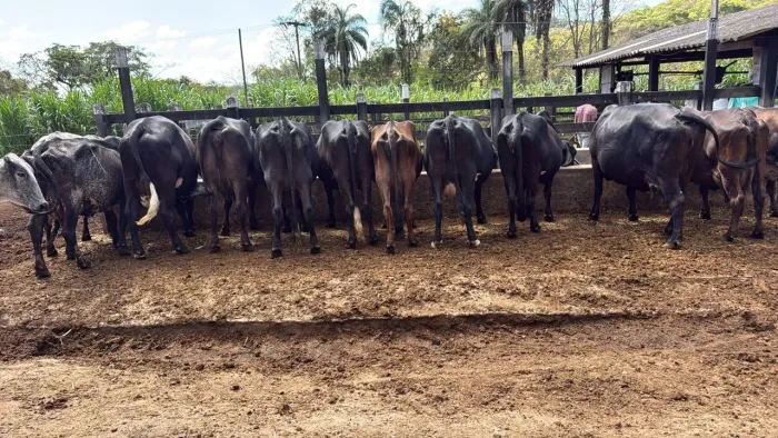 Vacas Leiteiras - Esmeraldas
