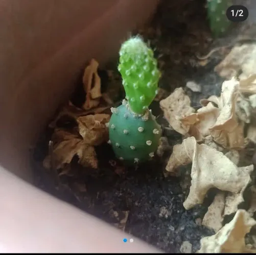 Planta Cacto Opúntia (faço entrega)