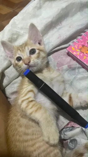 Gatos laranjinhas 