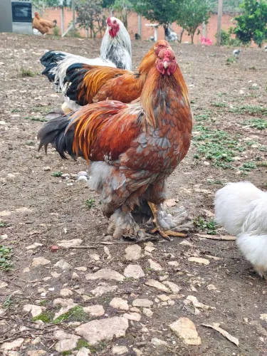 Galos e galinhas brahmass 