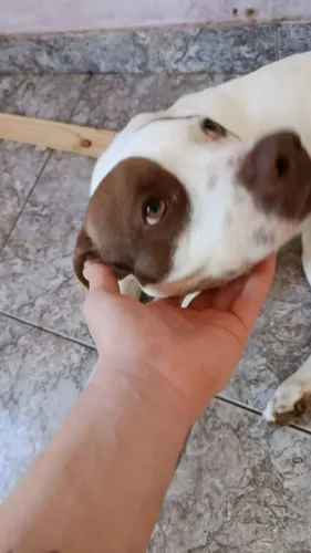 Pitbull fêmea 2 anos DOAÇÃO!