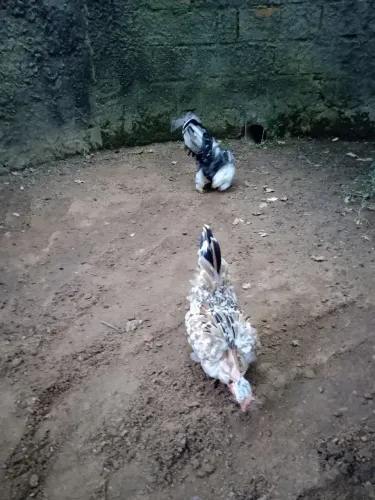 Galo e galinha Nagazaki 